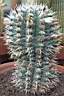 NOTOCACTUS MAMMULOSUS.jpg